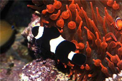 小丑鱼怎么养要准备什么,小丑鱼怎么养才能养得好