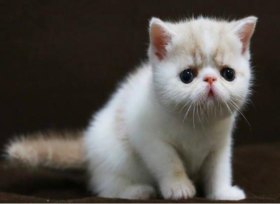 新手养猫幼崽的基础知识,未睁眼的幼猫喂养须知养猫常识