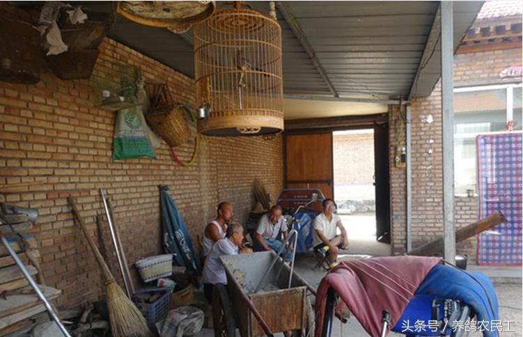 养鸽农民工探访资深鸽友，毫无保留的倾囊相授信鸽可以这样玩！