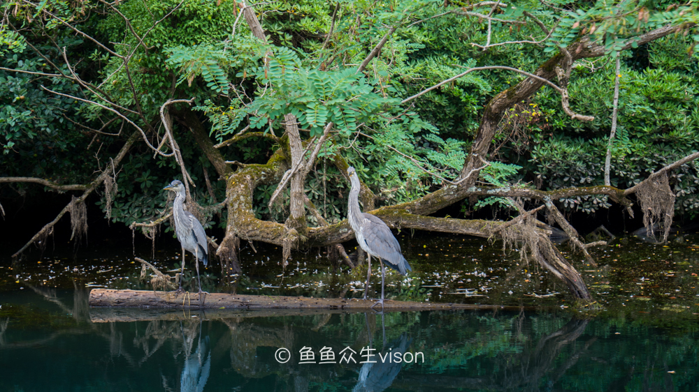 这里是日本,日本旅游柯南故乡