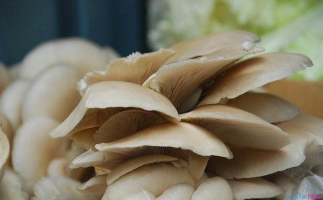 如何种植盆栽蘑菇,盆栽蘑菇最简单的方法