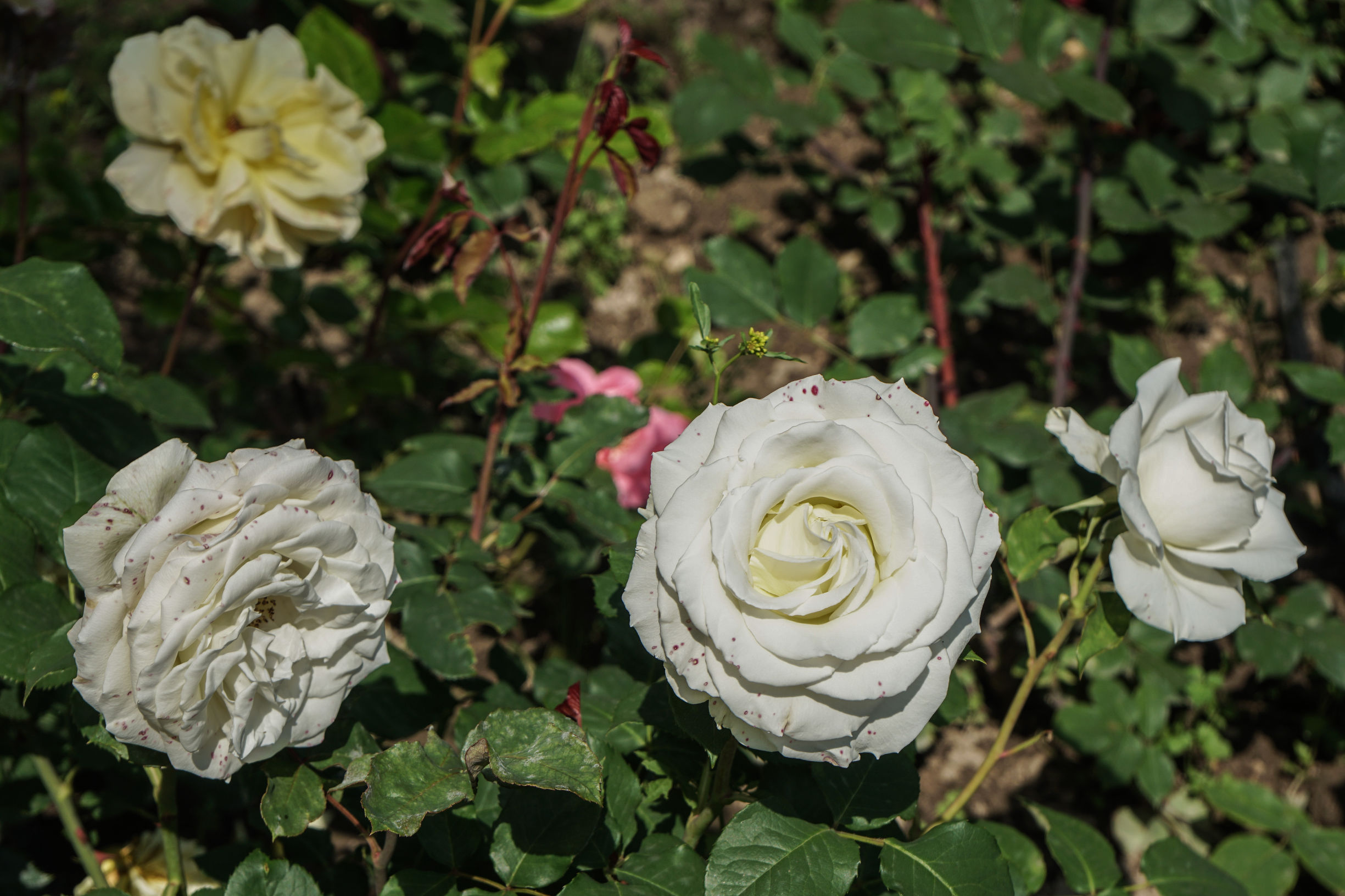 玫瑰美容护肤技巧,玫瑰护肤护理小知识