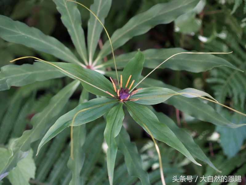 七叶一枝花有什么作用和功效,七叶一枝花