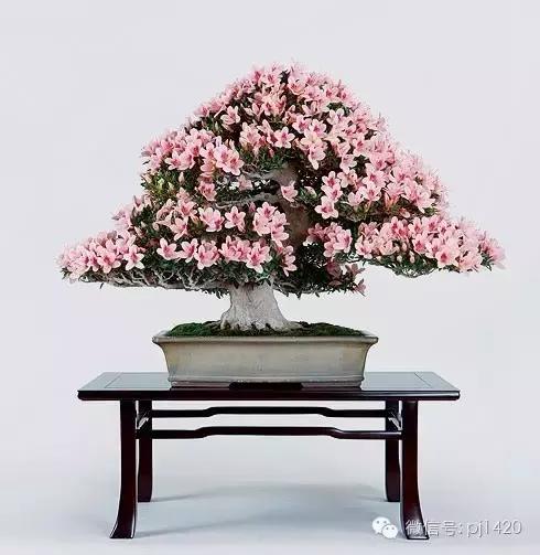 50种盆景树图片大全,50种盆景植物图片大全