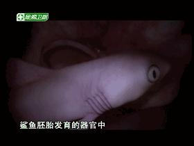 子宫日记解密生命孕育全过程,子宫日记央视纪录片