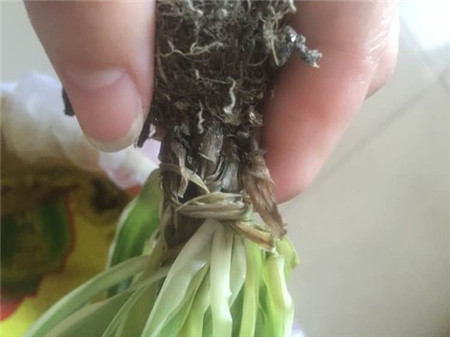 吊兰水培怎么才能长得好,吊兰怎么水培长得快