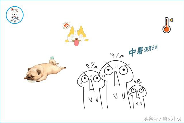 萨摩耶中暑几率大吗,萨摩耶中暑死亡