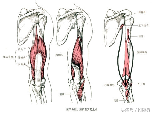 大腿前侧肌肉运动图解,小腿前侧肌肉解剖讲解视频