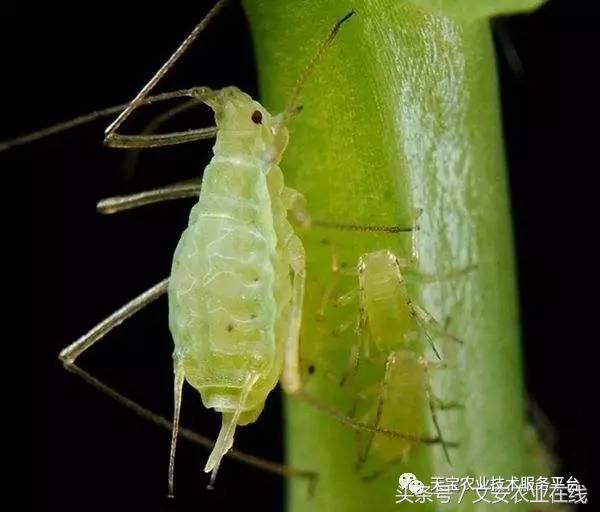 十大类杀虫剂详解不容错过,十大类型杀虫剂