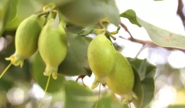 澳洲知名华人博主,澳洲网红博主