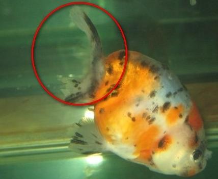 鱼的烂尾病是怎么引起的,池塘鱼烂尾最快治疗方法