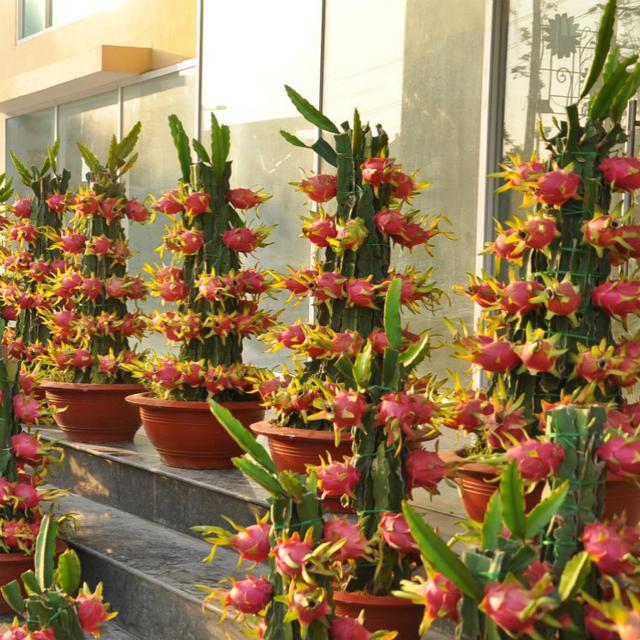 精明女人早就不种花草了，都在种这些果树苗，好看还好吃