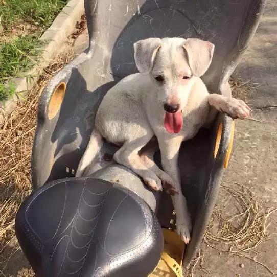 上海嘉定哪里有免费领养狗,瑶海区附近最近的宠物领养