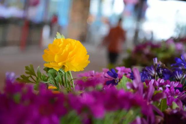 得了花痴病锻炼身体,有一种病叫花痴病