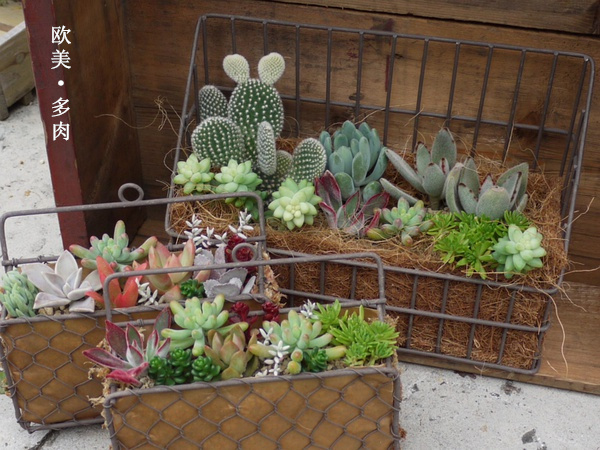 多肉张狂起来,狂野型多肉