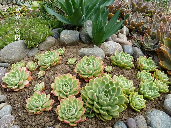 多肉张狂起来,狂野型多肉