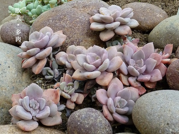 多肉张狂起来,狂野型多肉