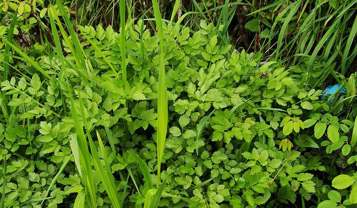 常见野菜吃法做法大全,常见野菜种类吃法