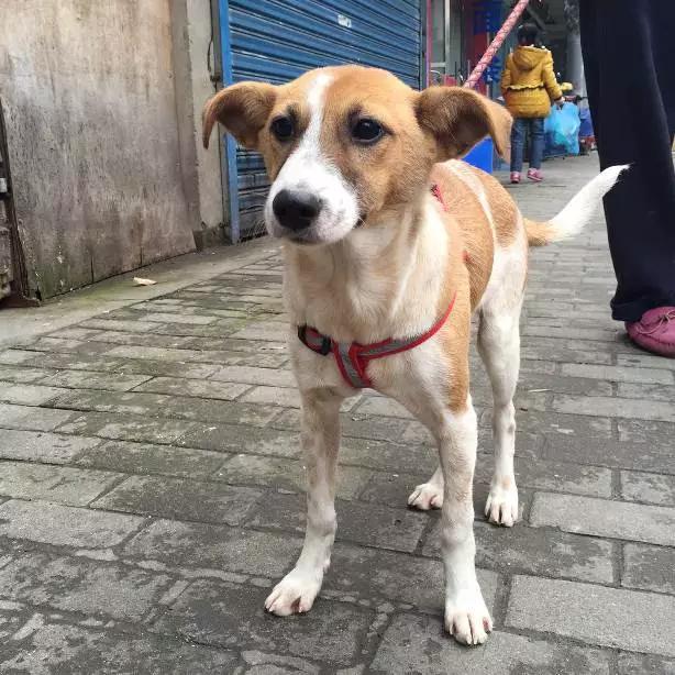 「3月上海领养」给流浪的它们一个温暖的家！