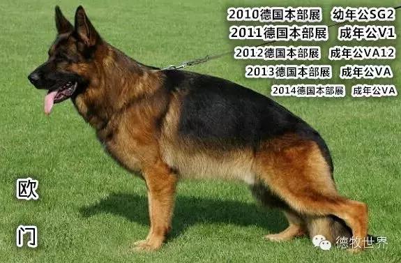 原创|德牧名犬：超越一切，无需说明欧门