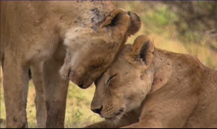 老狮子生病了,老狮子的下场