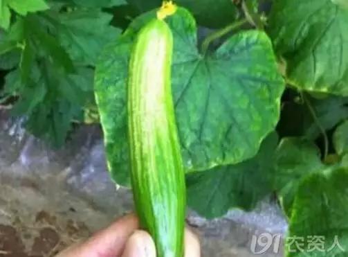 一篇读懂黄瓜的六种病害与防治方法