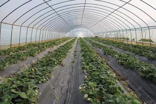 绵阳市江油简介,江油人气怎样