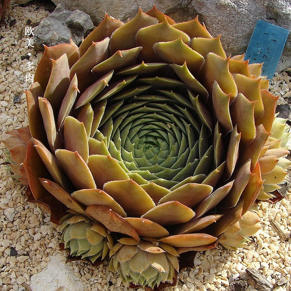 多肉张狂起来,狂野型多肉