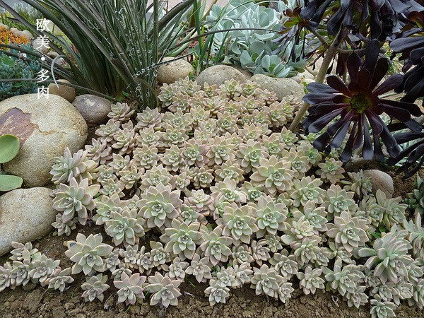 多肉张狂起来,狂野型多肉