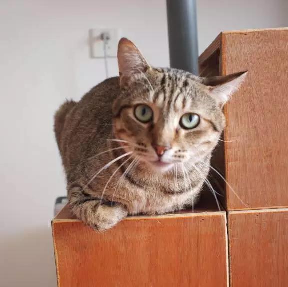 「3月上海领养」给流浪的它们一个温暖的家！