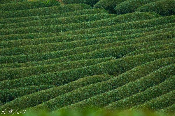 漫游武夷山之自驾游,漫游武夷记