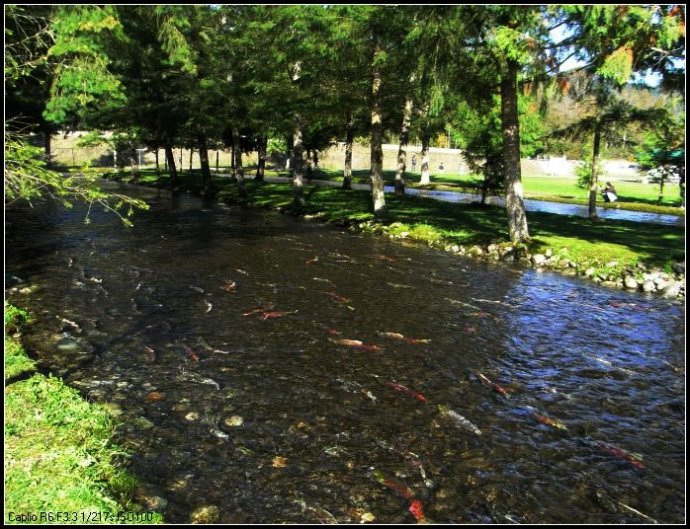 逆流而上,加拿大威化溪三文鱼洄游之旅