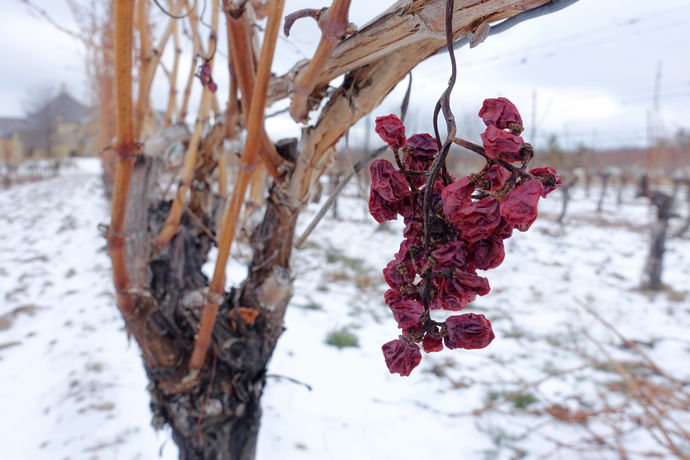 尼亚加拉珍稀冰酒,尼亚加拉冰酒
