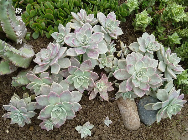 多肉张狂起来,狂野型多肉