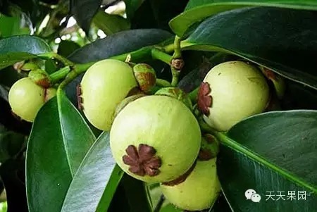 山竹都有哪些问题,山竹的秘密你知道多少