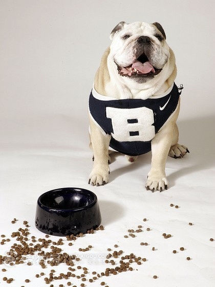 狗狗容易拉肚子怎么调理,狗狗频繁拉肚子怎么解决