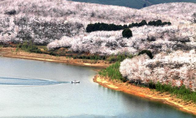 贵州安顺樱花花海,贵州安顺平坝樱花图片