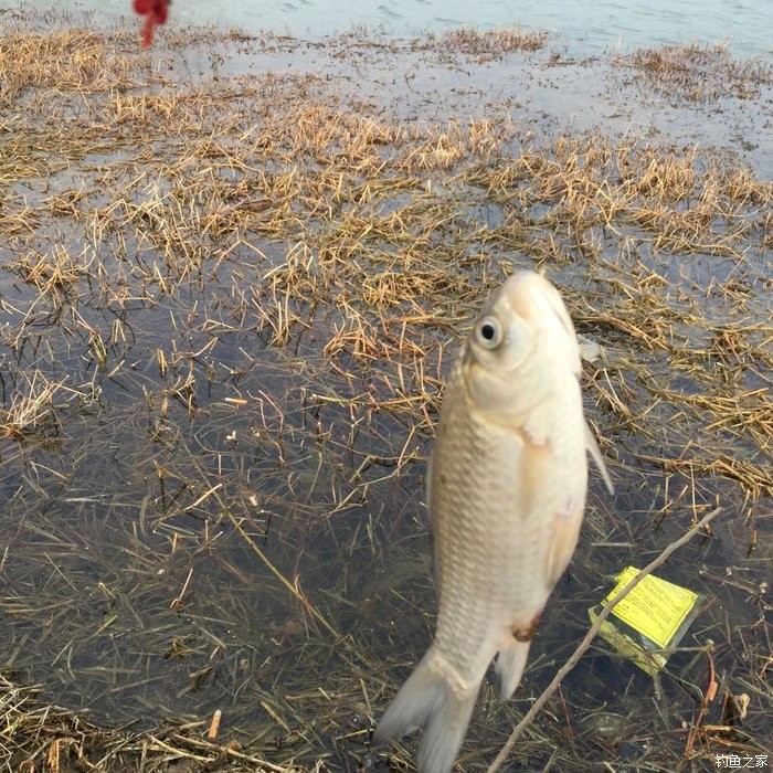 春天钓鲫鱼,春天钓黑坑新鱼