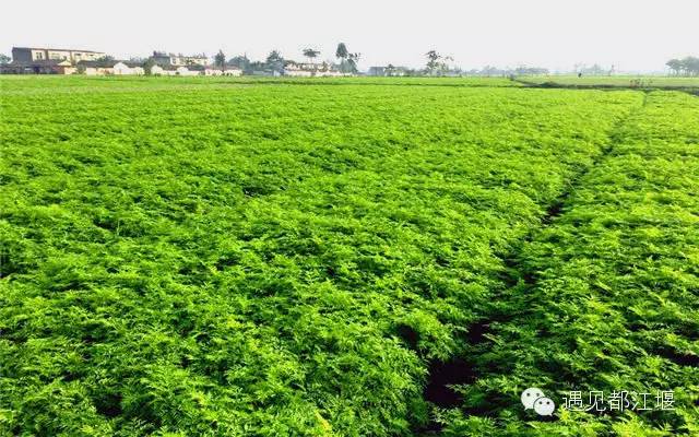 走去新丰骑车赏红枫泡温泉品美食,走温江田园去观赏美好生活