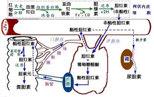 新生儿黄疸护理科普视频,新生儿黄疸孕妇要吃什么可以预防
