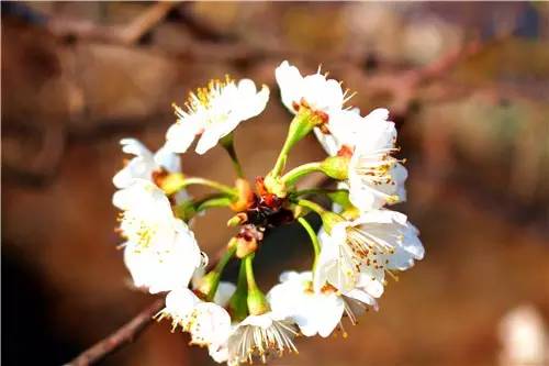春暖花开：猴年春灿烂，樱桃花争艳，君若假日闲，关河金坪岸！