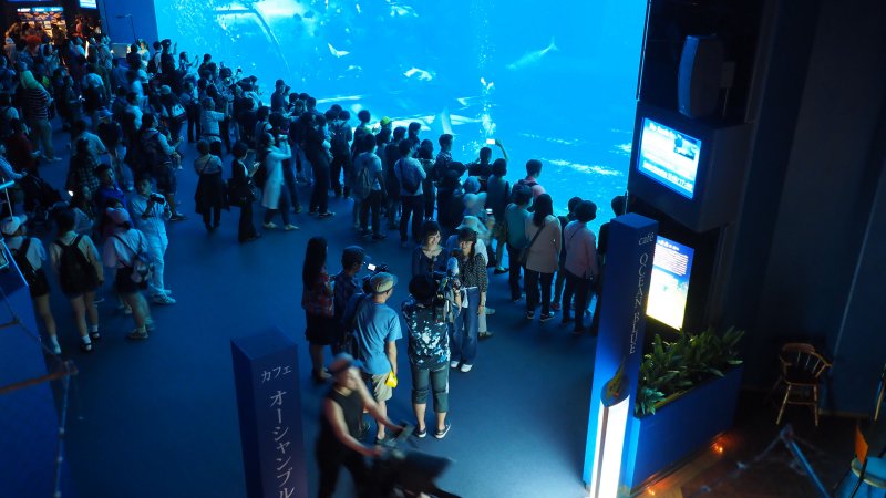 奥林巴斯相机镜头参数,奥林巴斯penf实拍样张