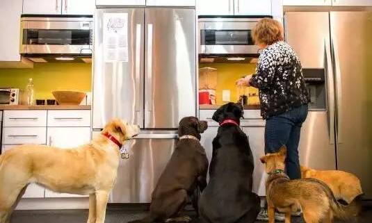 怎么自制狗粮营养餐最简单,在家怎么制作狗粮方便消化