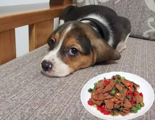 怎么自制狗粮营养餐最简单,在家怎么制作狗粮方便消化