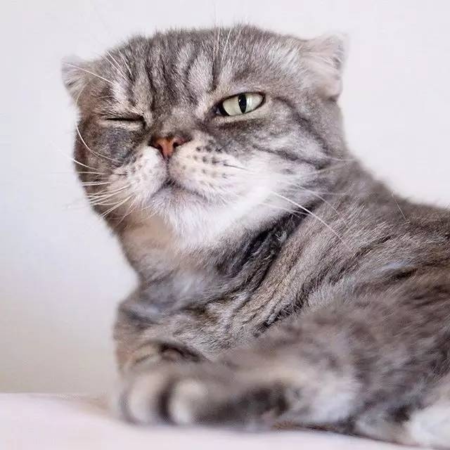 怎样亲近喵星人教你5个实用贴士,喵星人独门秘籍