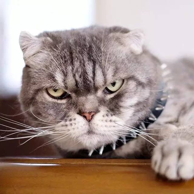 怎样亲近喵星人教你5个实用贴士,喵星人独门秘籍