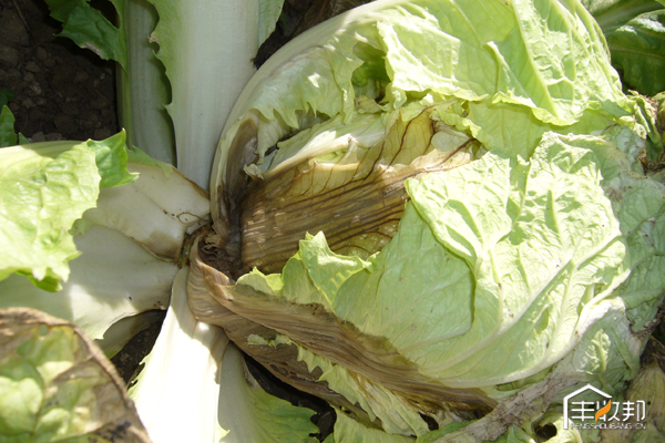 种植白菜心怎么管理,防治白菜萝卜病虫害哪个药好