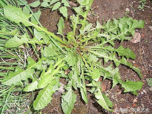 蓝花接骨草主治筋骨疼痛，风湿麻木，半身不遂，跌打损伤