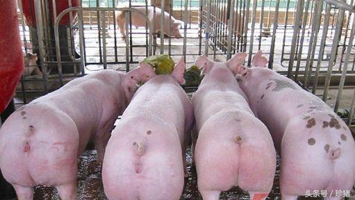 养猪宝典，母猪阉割术，中挑花详细讲解