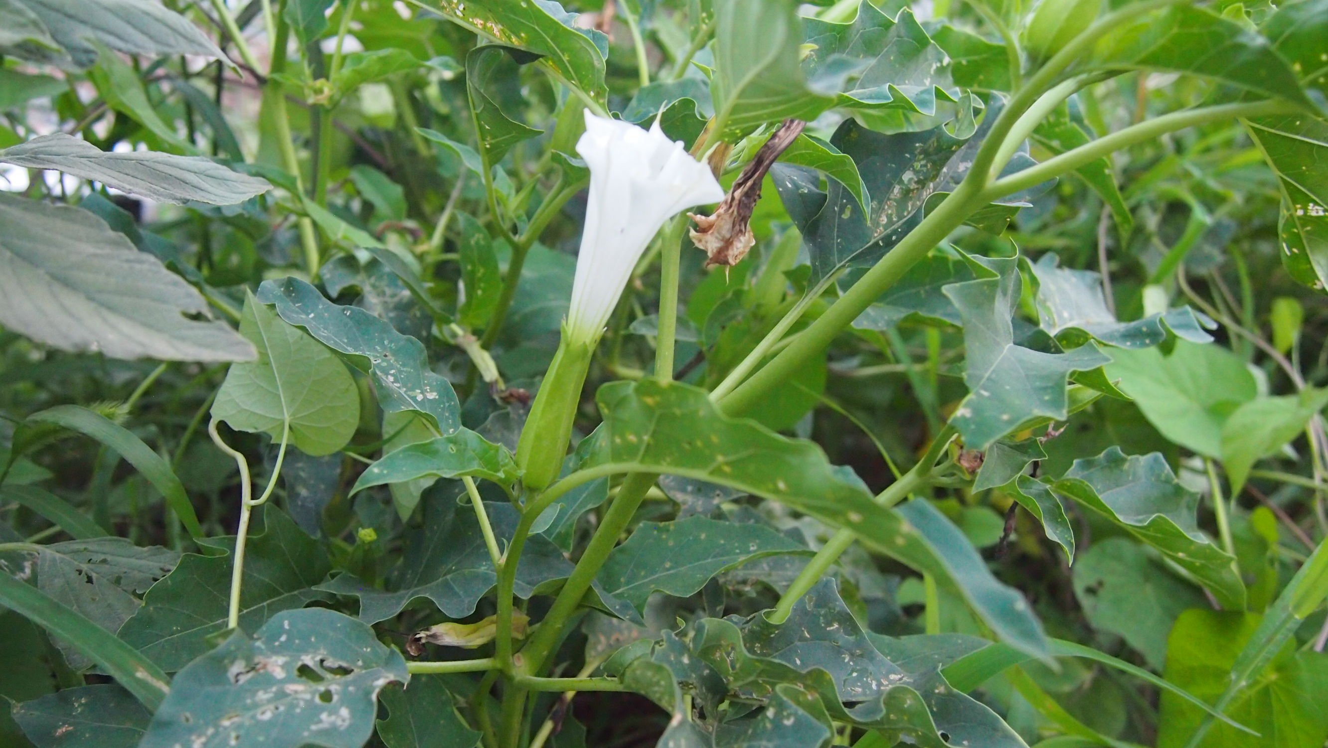 曼陀罗和白喇叭花,大花曼陀罗喇叭视频